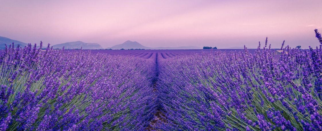 Serie Dr. med. Natur – Beruhigender Lavendel